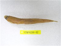 藏品(褐狗母魚)的圖片